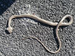 Psammophis leightoni