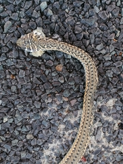 Psammophis leightoni