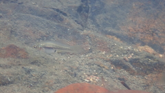 Xiphophorus variatus