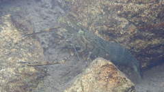 Macrobrachium formosense