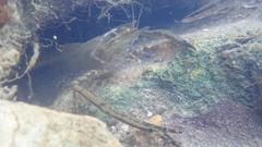 Macrobrachium formosense