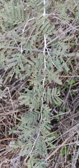 Prosopis farcta