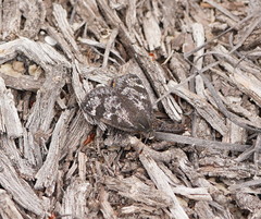 Synemon parthenoides