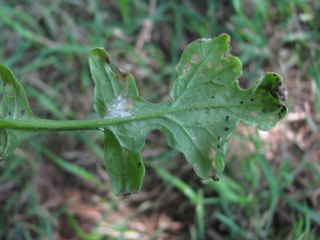 Hyaloperonospora sisymbrii-loeselii