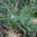 Hyaloperonospora sisymbrii-loeselii - Photo (c) Gennadiy Okatov, algunos derechos reservados (CC BY-NC), subido por Gennadiy Okatov