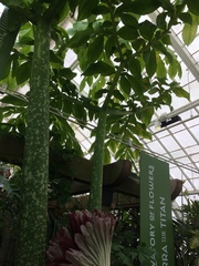 Amorphophallus titanum