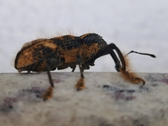 Odontoderes morbillosus