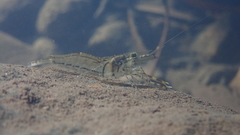 Macrobrachium formosense