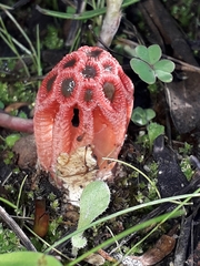 Colus hirudinosus
