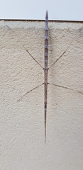 Hyrtacus tuberculatus
