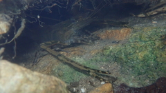 Macrobrachium formosense