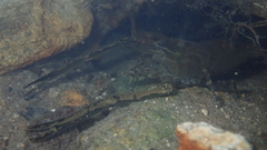 Macrobrachium formosense