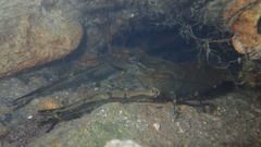 Macrobrachium formosense