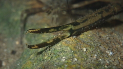 Macrobrachium formosense