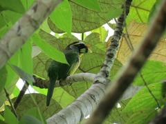 Psilopogon pyrolophus