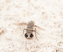 Meomyia
