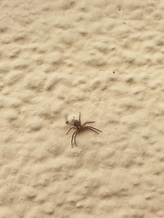 Philodromus