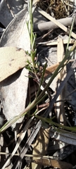 Platysace heterophylla