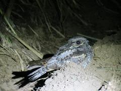 Caprimulgus pulchellus