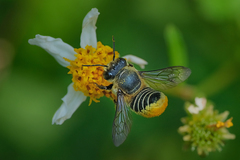 Megachile igniscopata