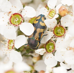 Castiarina adelaidae
