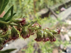 Artemisia argyi