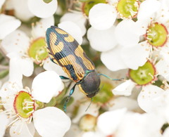Castiarina adelaidae