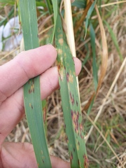 Septoria avenae-barbatae