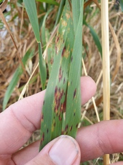 Septoria avenae-barbatae