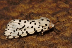 Alpenus