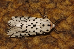 Alpenus