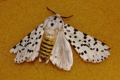 Alpenus