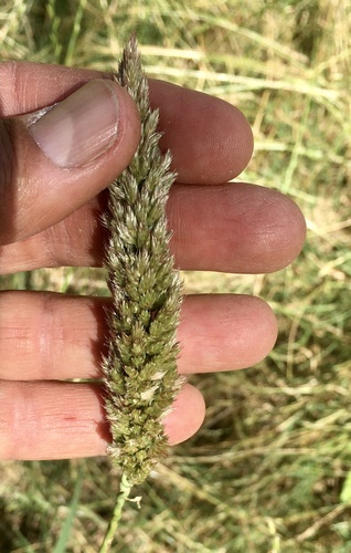 Tridens brasiliensis