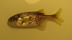 Petrocephalus wesselsi