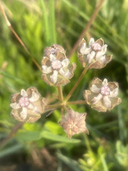 Asclepias cucullata cucullata