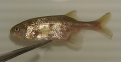Petrocephalus wesselsi