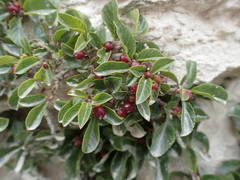 Rhamnus pumila