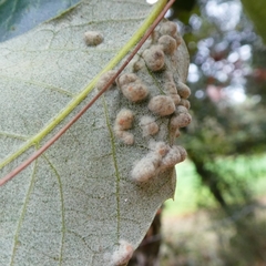 Dryomyia lichtensteinii