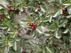 Rhamnus pumila