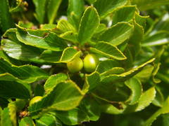 Rhamnus pumila