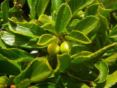 Rhamnus pumila