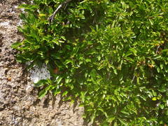 Rhamnus pumila