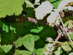 Rubus rubritinctus