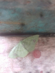 Himeromima aulis