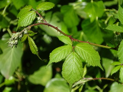 Rubus rubritinctus