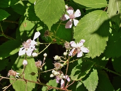 Rubus rubritinctus