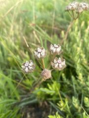 Asclepias cucullata cucullata
