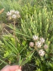 Asclepias cucullata cucullata