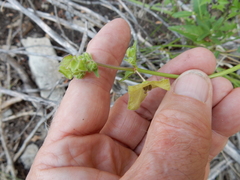 Mirabilis latifolia