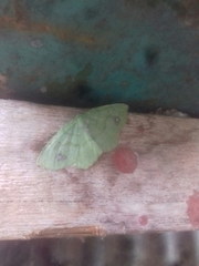 Himeromima aulis